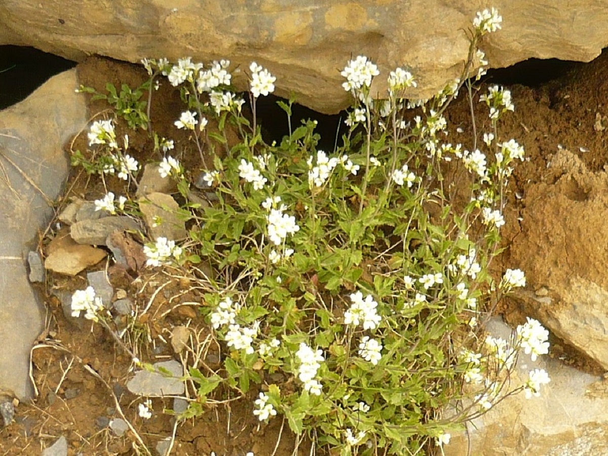Arabis alpina (Brassicaceae)